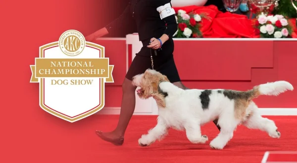 AKC National Championship Dog Show Highlights