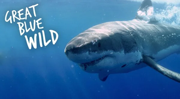 Great Blue Wild