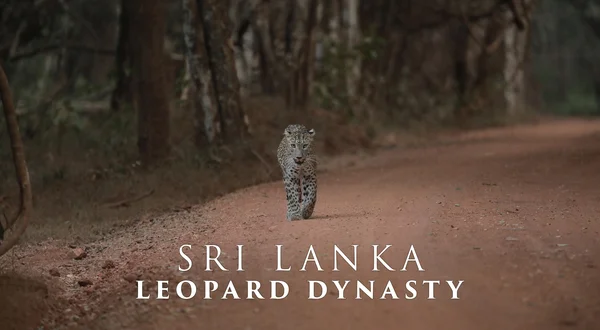 Sri Lanka: Leopard Dynasty