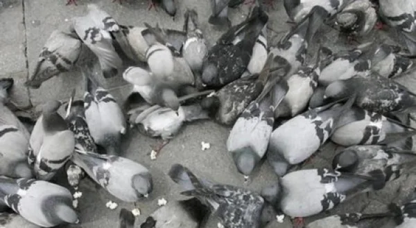 Palomas Madrileñas En Família
