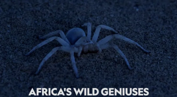 Africa's Wild Geniuses
