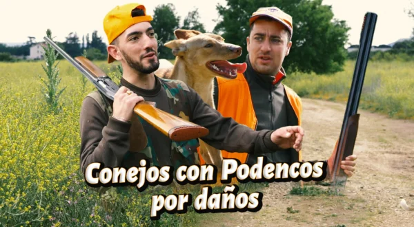 A conejos con podencos