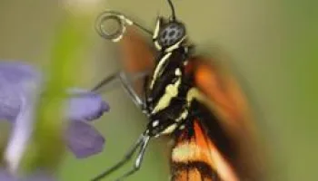 Fabelhafte Farbenpracht