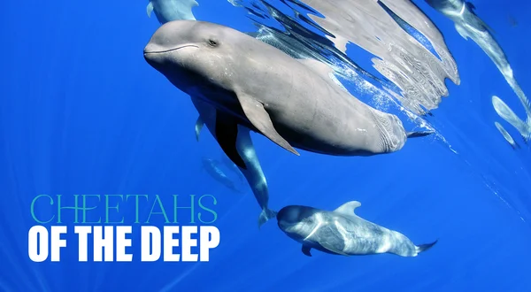 Cheetahs of the Deep