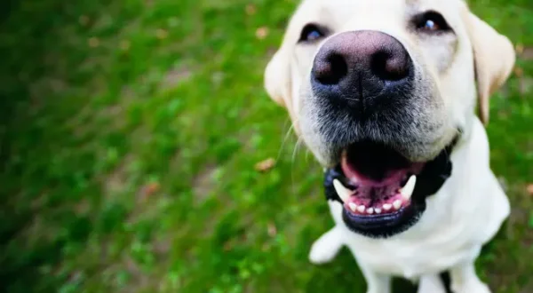 Leben mit Hund