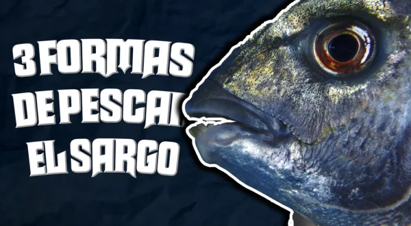 Tres formas de pescar el sargo