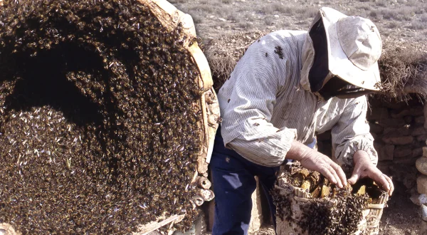 Abejas y colmenas. Técnica tradicional para pasar la abeja reina de una colmena a otra