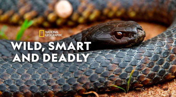 Wild, Smart, and Deadly