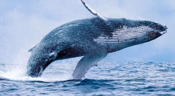 Θαύματα του Ωκεανού | Wonders of The Ocean