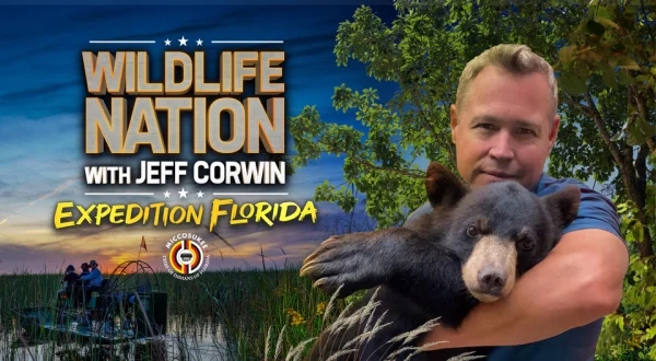Wildlife Nation With Jeff Corwin