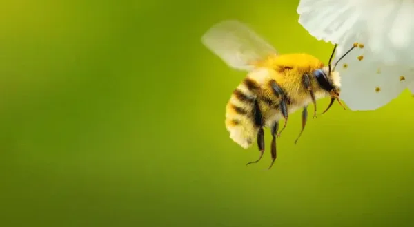 Les secrets des abeilles