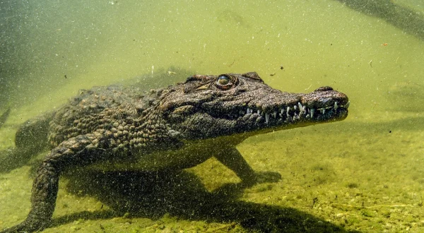 Krokodile des Okavango