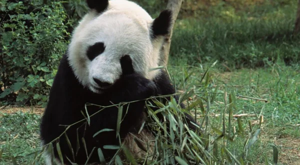 Άγρια Μυστικά της Ασίας - Ειδική Έκδοση