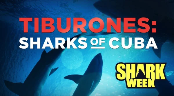 Tiburones: Sharks of Cuba