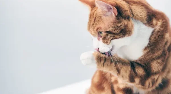 Katzen - Geheimnisvolle Mitbewohner