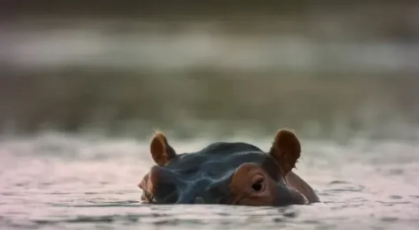 Killer Safari