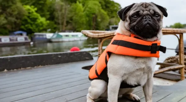 Ein Mops zum Verlieben