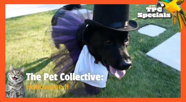 TPC Halloween II