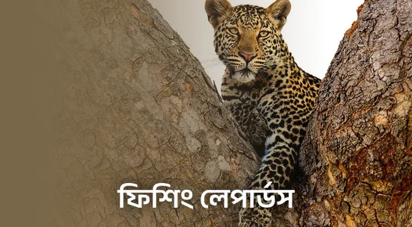 Fishing Leopards