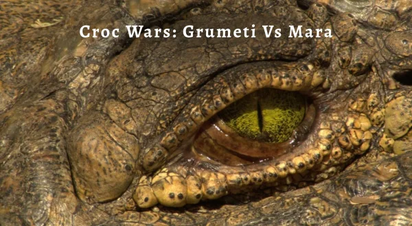 Croc Wars: Grumeti Vs Mara