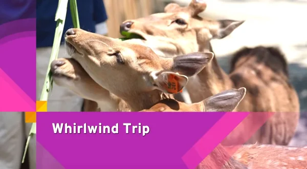 Whirlwind Trip