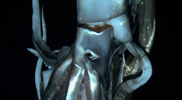 Phantome der Tiefsee