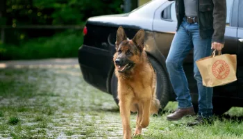 Kommissar Rex