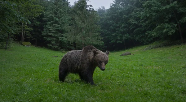 Αγρια Θαύματα της Ευρώπης | Europe's Wild Marvels