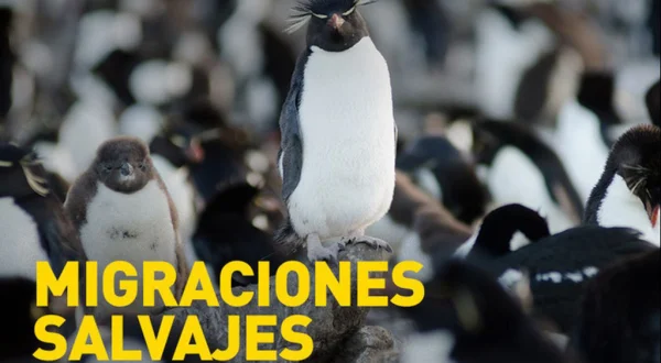 Migraciones salvajes