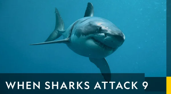 When Sharks Attack... And Why