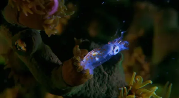 Coral City