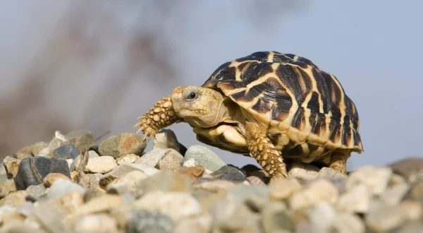 Le trafic des tortues