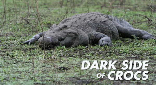 Dark Side of Crocs
