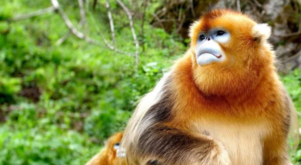 The Hidden Kingdoms of China