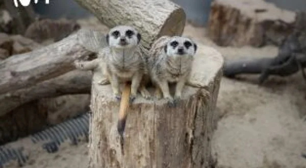 One Zoo Three: Movimientos felinos