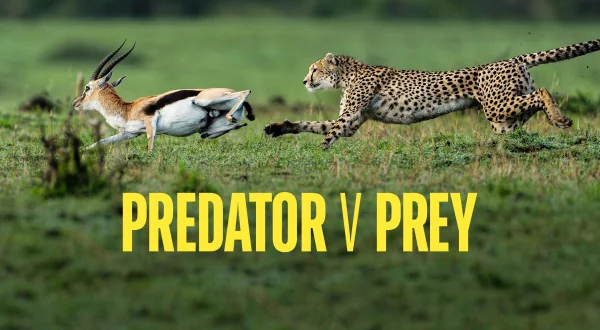 Predator vs Prey