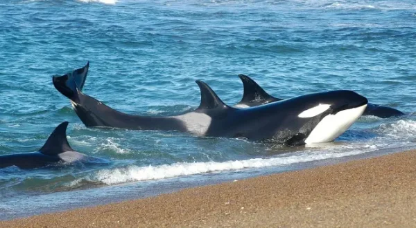 A l'école des baleines tueuses