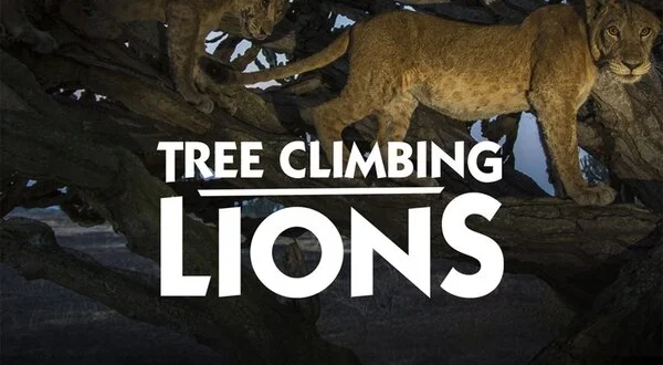 Tree Climbing Lions