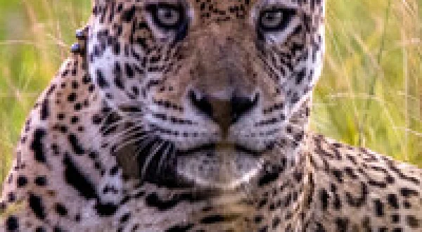 Jaguar Journals