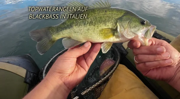 Topwaterangeln auf Blackbass in Italien