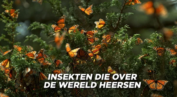 Insekten die over de wereld heersen