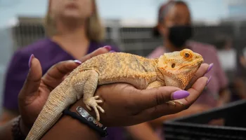 Critter Fixer: Zwei Tierärzte für alle Felle