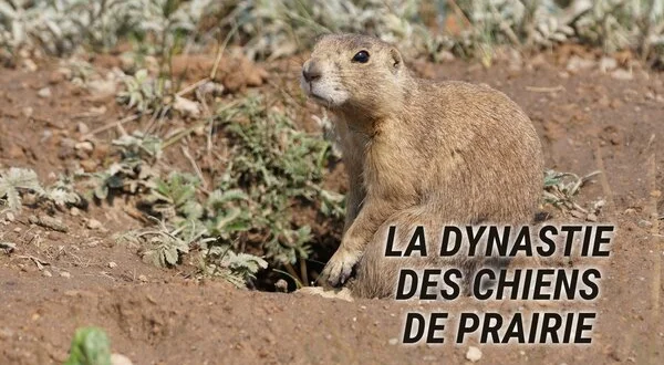 La dynastie des chiens de prairie