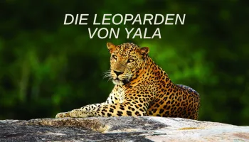 Die Leoparden von Yala