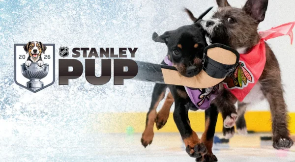 The Stanley Pup