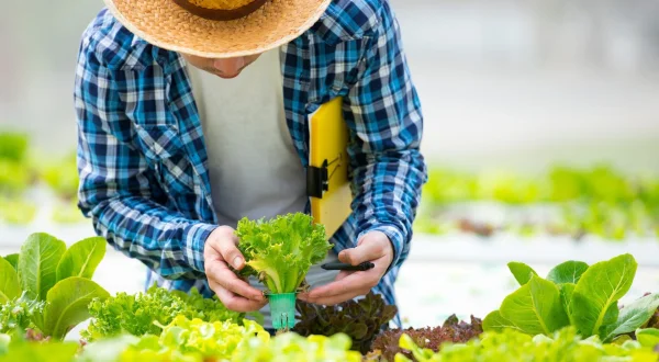 O agro