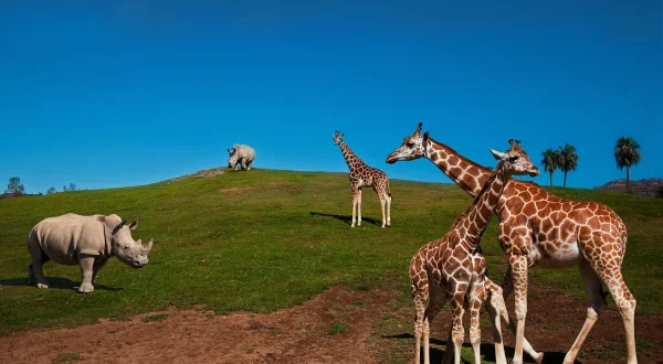 Zoo-vrt: San Dijego