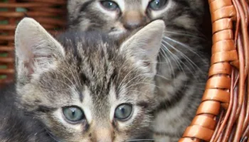 ¿Cómo cuidar a tu gato en estos casos?