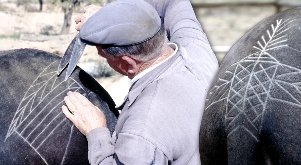 El esquilador de caballerías. Corte manual y decoración del pelaje en burros y caballos