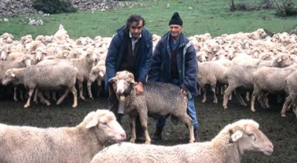 Pastores trashumantes. Su último viaje y la historia de 35 años de trashumancia ovina